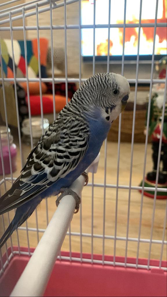 Età  del mio coco